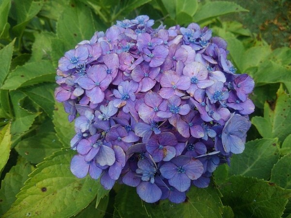 またも紫のアジサイの花