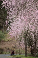 甲山ふれあいの里　桜まつり　～1Dの女性
