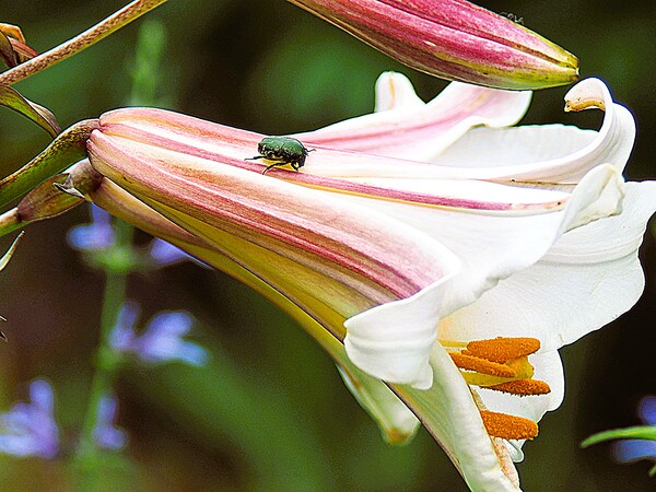 百合に留まる虫