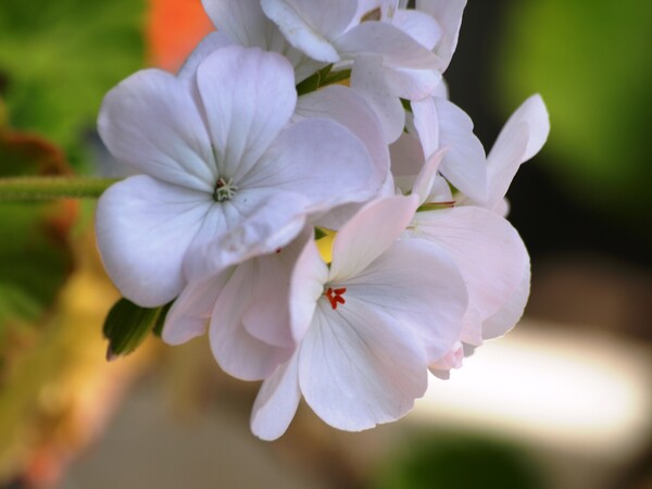 【植】白い花