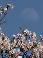 桜と月・2