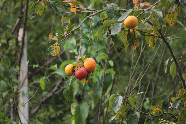 【秋】里山の柿