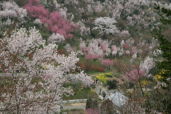 桜の里