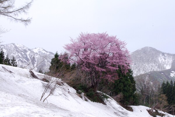 【いのち】　雪割り桜
