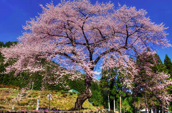 【おだやかに・・・春】くまちゃん的善兵衛桜