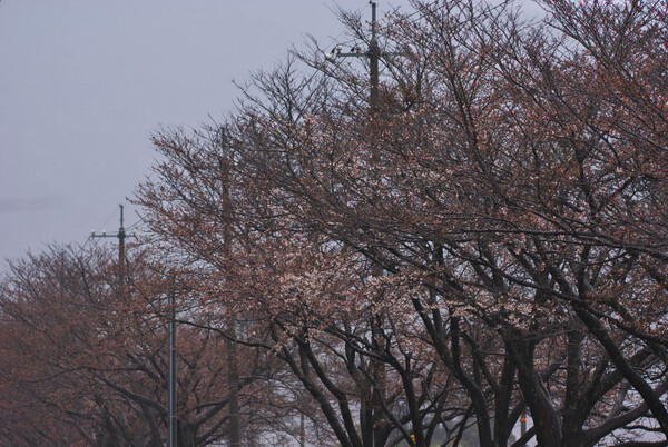 大雨の咲きかけのソメイヨシノ
