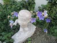 ウインドサーフイン＆紫の花