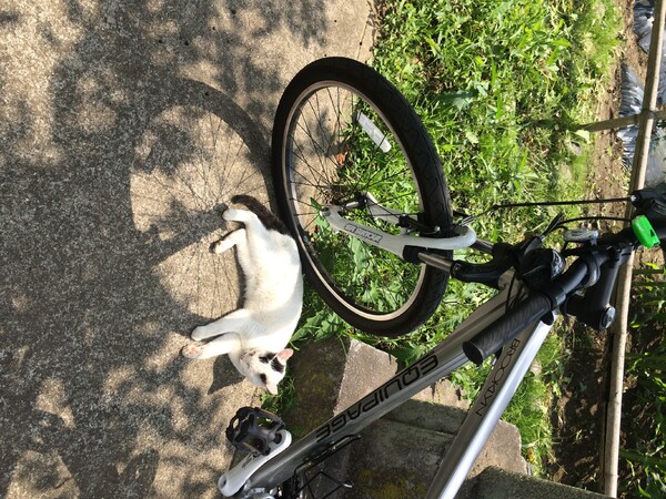 君がいたら自転車に乗れない