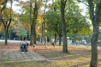 奈良公園にて（４）