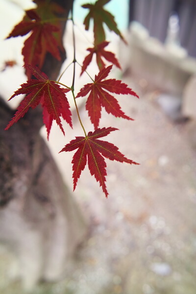 【生活の色】春紅葉