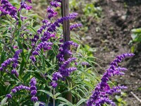 紫色の珍しいお花