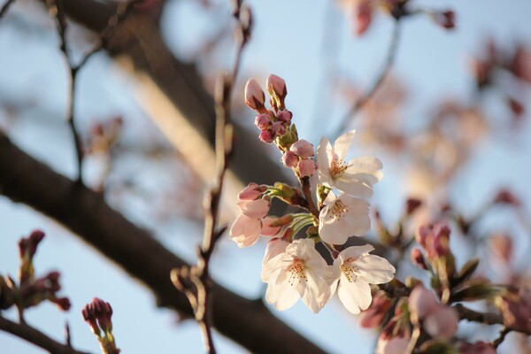 春雷の後の初桜