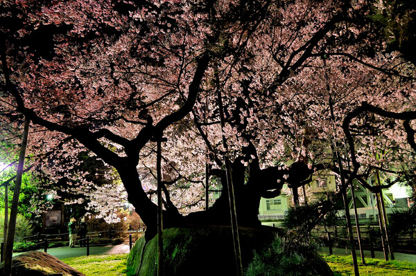 夜の石割桜
