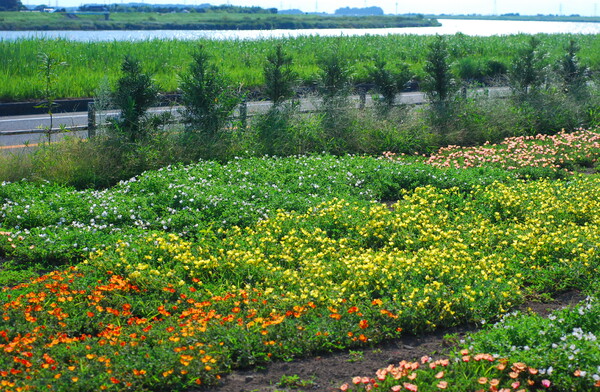 利根川の見える花畑