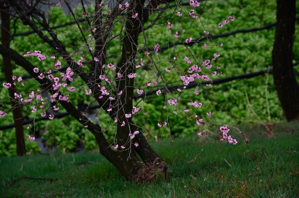 わさび田に咲く梅の花