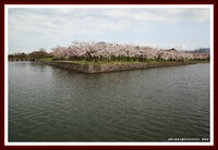 桜満開の五稜郭