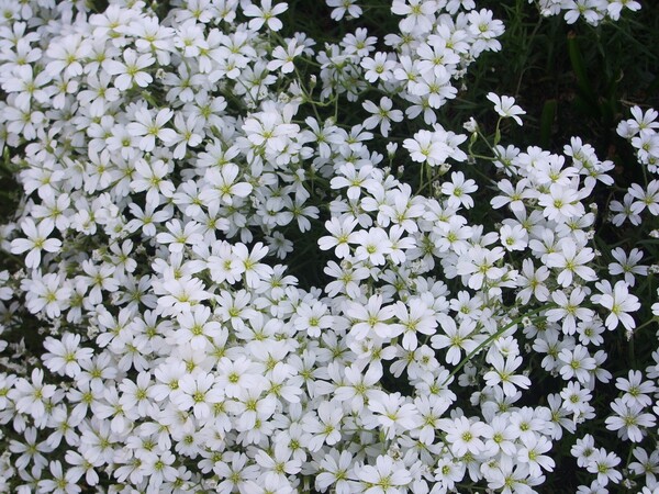 白い花♪