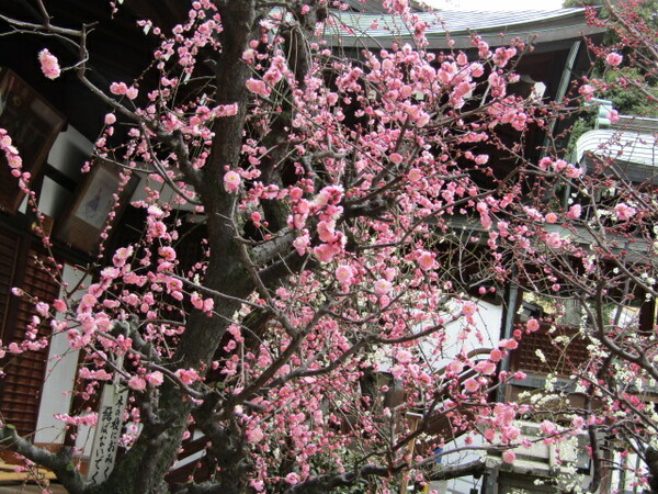 大阪天満宮の可愛い花達