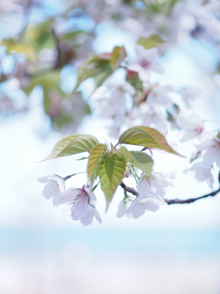 【淡彩】ヨコスカに春が来た