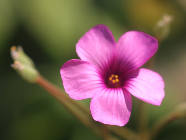 小さいオキザリスの花