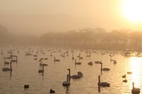 朝霧と朝日の瓢湖②