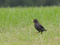 中国の野鳥　ハッカチョウ