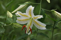 蕾たちに囲まれて 一番花