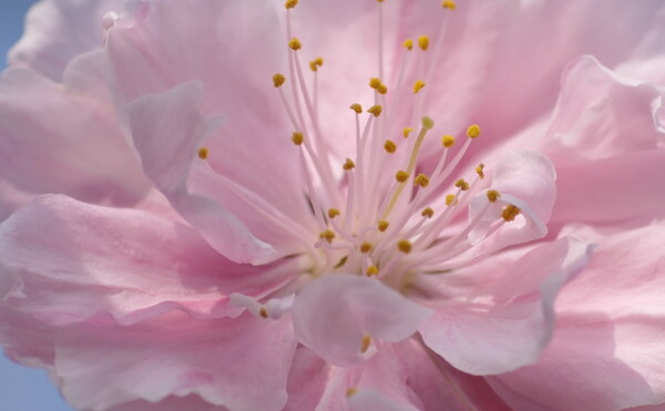 桃の花見