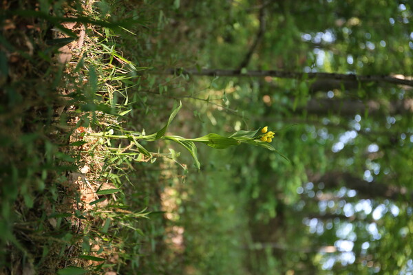 キンランの咲く森