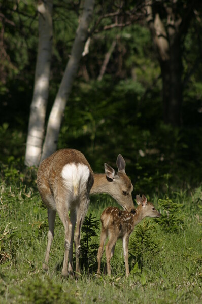 生まれました