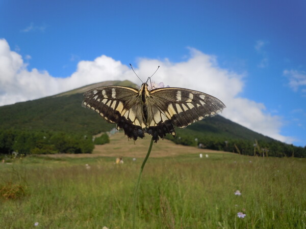 高原の蝶
