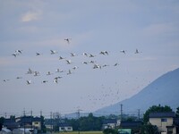 コハクチョウ