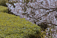 綺麗な刈り込みと桜