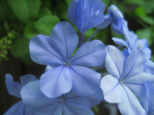 水青の花に、ほっ