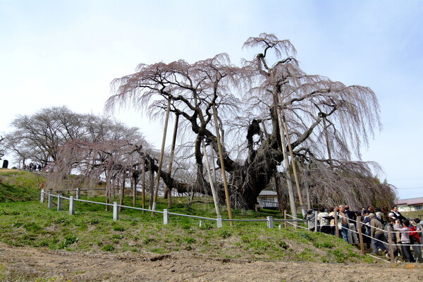 三春町の「滝桜」