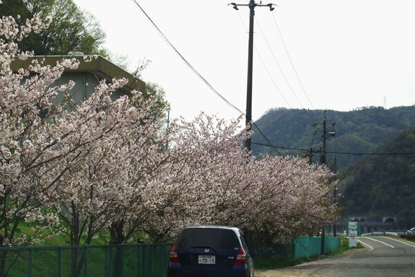 穴場の桜その2
