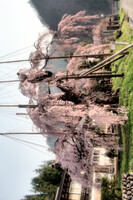 【清和】５年越しの桜