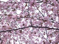 ＾桜＾