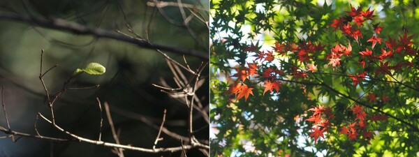 秋彩への移ろい(紅緑)