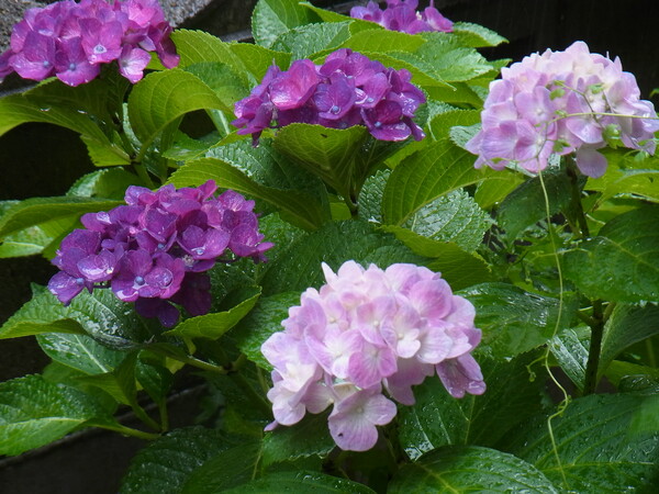 雨の中の紫陽花（B）