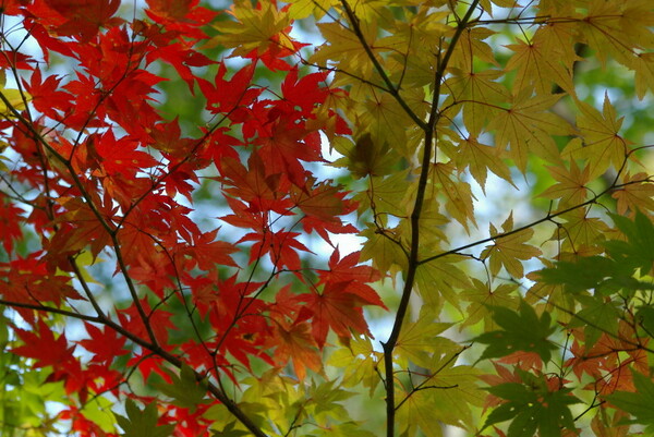 北海道の紅葉は．．．
