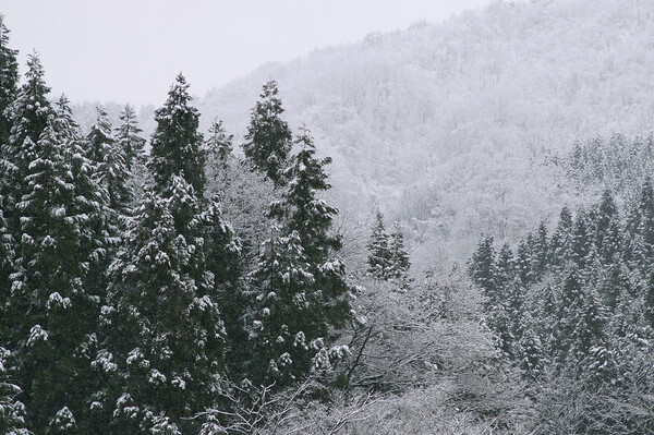 薄雪の森