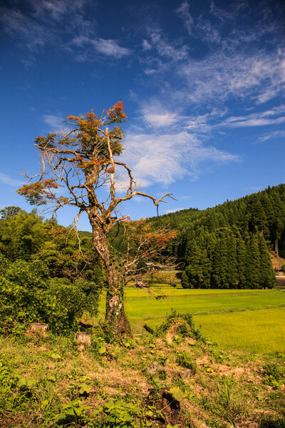 古木のある風景≪熊本県小国町≫