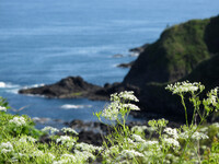 能登半島の花