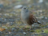 駐車場にいた鳥