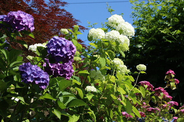 紫陽花の庭