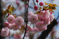 ゴージャスな八重桜