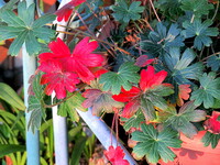 葉が赤く染まります。
