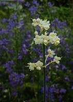 花園に