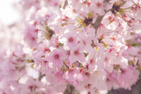 4月のお題は【桜花】です。
